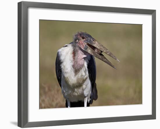 Marabou Stork (Leptoptilos Crumeniferus)-James Hager-Framed Photographic Print