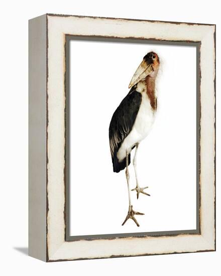 Marabou Stork-Martin Harvey-Framed Premier Image Canvas