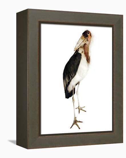 Marabou Stork-Martin Harvey-Framed Premier Image Canvas