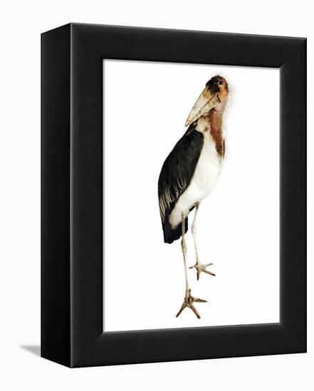 Marabou Stork-Martin Harvey-Framed Premier Image Canvas