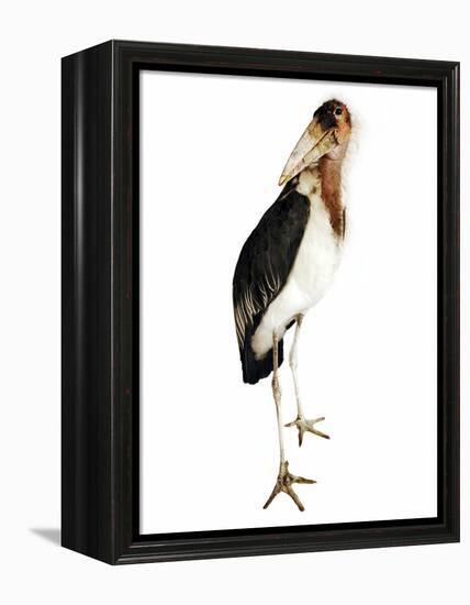 Marabou Stork-Martin Harvey-Framed Premier Image Canvas