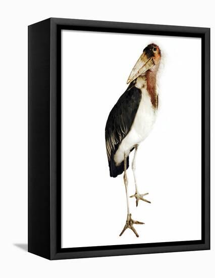 Marabou Stork-Martin Harvey-Framed Premier Image Canvas