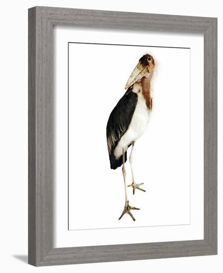 Marabou Stork-Martin Harvey-Framed Photographic Print