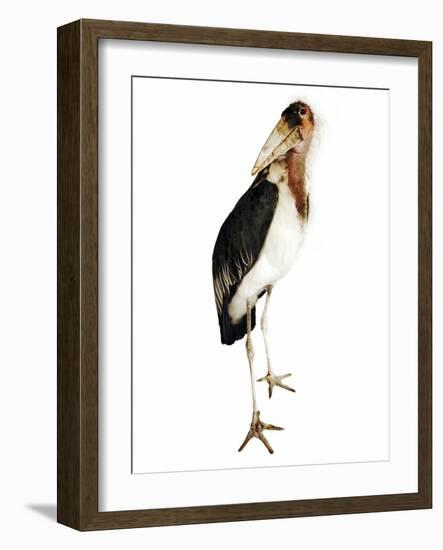 Marabou Stork-Martin Harvey-Framed Photographic Print