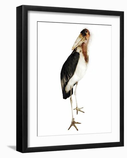 Marabou Stork-Martin Harvey-Framed Photographic Print