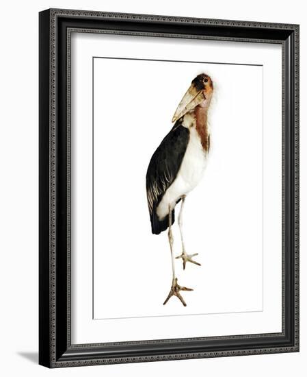Marabou Stork-Martin Harvey-Framed Photographic Print