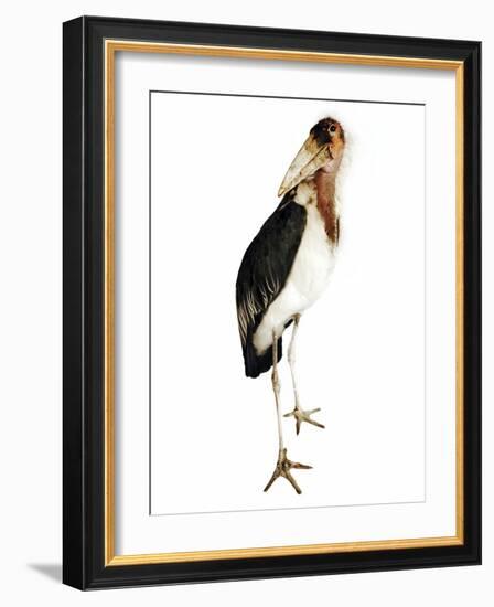 Marabou Stork-Martin Harvey-Framed Photographic Print