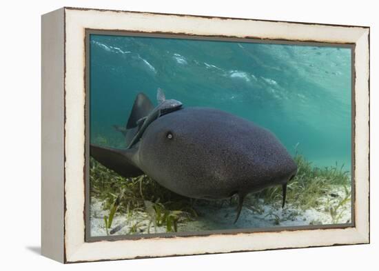 Maralliance, Half Moon Caye, Lighthouse Reef, Atoll, Belize-Pete Oxford-Framed Premier Image Canvas