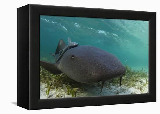 Maralliance, Half Moon Caye, Lighthouse Reef, Atoll, Belize-Pete Oxford-Framed Premier Image Canvas