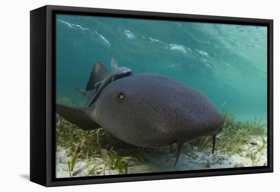 Maralliance, Half Moon Caye, Lighthouse Reef, Atoll, Belize-Pete Oxford-Framed Premier Image Canvas