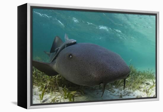 Maralliance, Half Moon Caye, Lighthouse Reef, Atoll, Belize-Pete Oxford-Framed Premier Image Canvas