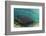 Maralliance, Half Moon Caye, Lighthouse Reef, Atoll, Belize-Pete Oxford-Framed Photographic Print