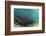 Maralliance, Half Moon Caye, Lighthouse Reef, Atoll, Belize-Pete Oxford-Framed Photographic Print