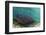 Maralliance, Half Moon Caye, Lighthouse Reef, Atoll, Belize-Pete Oxford-Framed Photographic Print