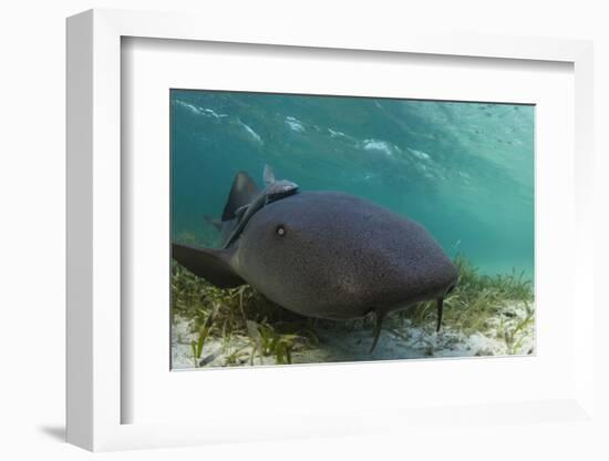 Maralliance, Half Moon Caye, Lighthouse Reef, Atoll, Belize-Pete Oxford-Framed Photographic Print