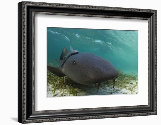 Maralliance, Half Moon Caye, Lighthouse Reef, Atoll, Belize-Pete Oxford-Framed Photographic Print