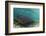 Maralliance, Half Moon Caye, Lighthouse Reef, Atoll, Belize-Pete Oxford-Framed Photographic Print