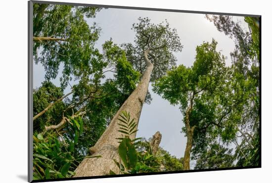 Marantaceae forest. Odzala-Kokoua National Park. Congo-Roger De La Harpe-Mounted Photographic Print