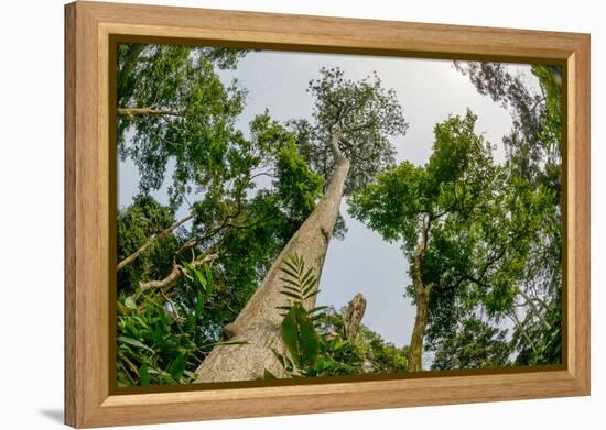 Marantaceae forest. Odzala-Kokoua National Park. Congo-Roger De La Harpe-Framed Premier Image Canvas