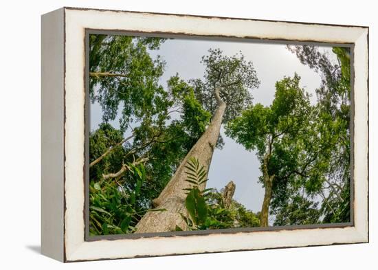 Marantaceae forest. Odzala-Kokoua National Park. Congo-Roger De La Harpe-Framed Premier Image Canvas