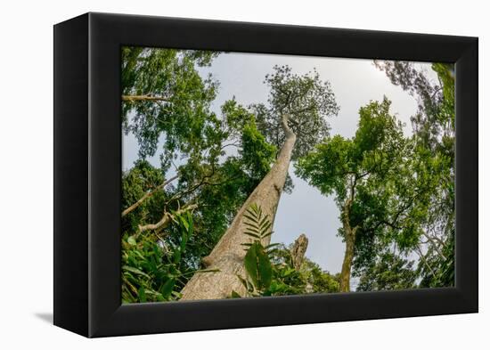 Marantaceae forest. Odzala-Kokoua National Park. Congo-Roger De La Harpe-Framed Premier Image Canvas