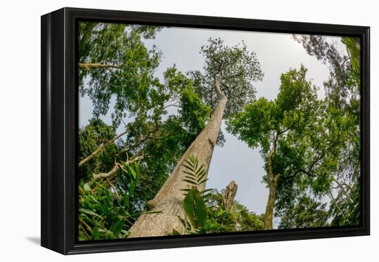 Marantaceae forest. Odzala-Kokoua National Park. Congo-Roger De La Harpe-Framed Premier Image Canvas