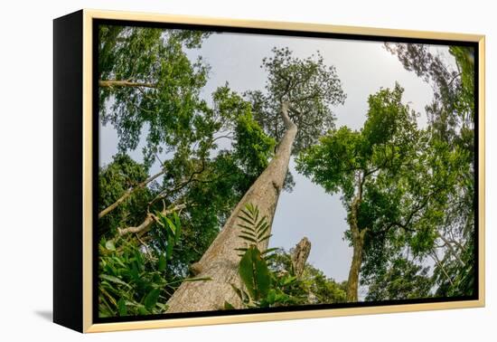 Marantaceae forest. Odzala-Kokoua National Park. Congo-Roger De La Harpe-Framed Premier Image Canvas