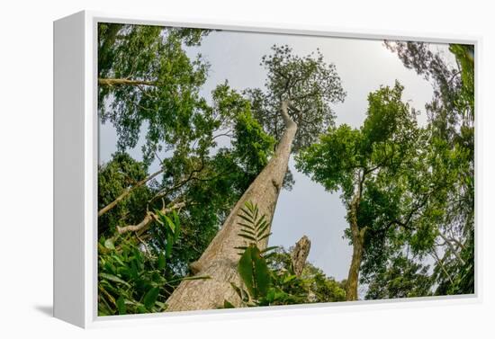 Marantaceae forest. Odzala-Kokoua National Park. Congo-Roger De La Harpe-Framed Premier Image Canvas