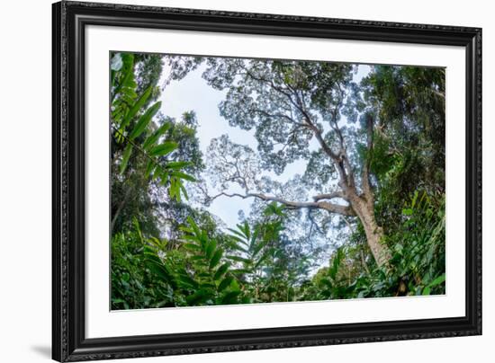 Marantaceae forest. Odzala-Kokoua National Park. Congo-Roger De La Harpe-Framed Premium Photographic Print