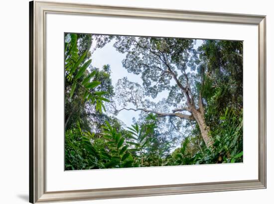Marantaceae forest. Odzala-Kokoua National Park. Congo-Roger De La Harpe-Framed Premium Photographic Print