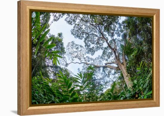 Marantaceae forest. Odzala-Kokoua National Park. Congo-Roger De La Harpe-Framed Premier Image Canvas