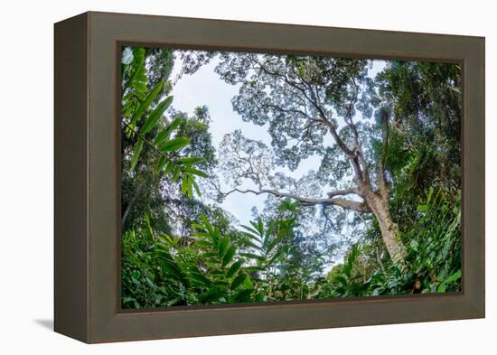 Marantaceae forest. Odzala-Kokoua National Park. Congo-Roger De La Harpe-Framed Premier Image Canvas