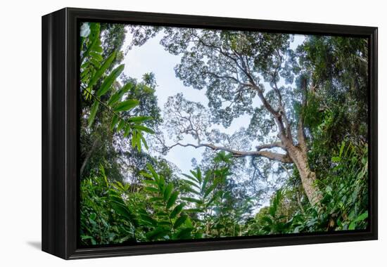 Marantaceae forest. Odzala-Kokoua National Park. Congo-Roger De La Harpe-Framed Premier Image Canvas