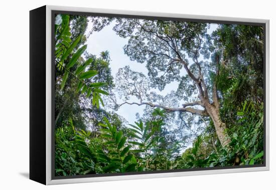 Marantaceae forest. Odzala-Kokoua National Park. Congo-Roger De La Harpe-Framed Premier Image Canvas