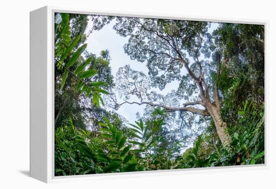 Marantaceae forest. Odzala-Kokoua National Park. Congo-Roger De La Harpe-Framed Premier Image Canvas