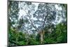 Marantaceae forest. Odzala-Kokoua National Park. Congo-Roger De La Harpe-Mounted Photographic Print