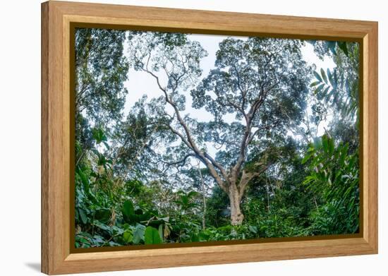 Marantaceae forest. Odzala-Kokoua National Park. Congo-Roger De La Harpe-Framed Premier Image Canvas