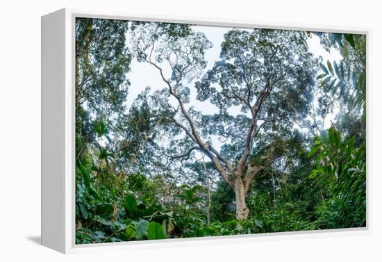 Marantaceae forest. Odzala-Kokoua National Park. Congo-Roger De La Harpe-Framed Premier Image Canvas