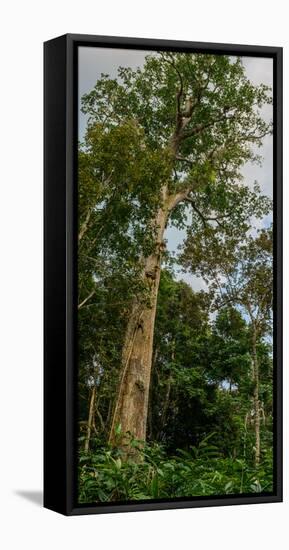 Marantaceae forest. Odzala-Kokoua National Park. Congo-Roger De La Harpe-Framed Premier Image Canvas