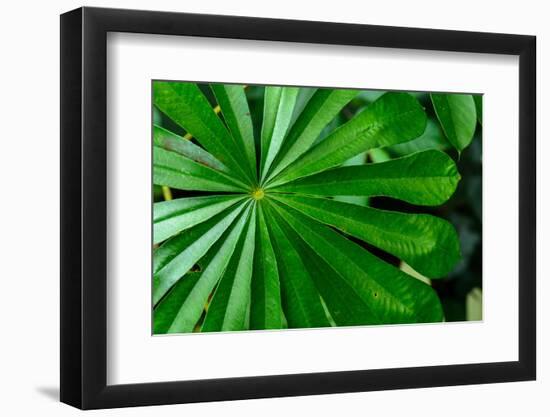 Marantaceae forest vegetation. Odzala-Kokoua National Park. Congo-Roger De La Harpe-Framed Photographic Print