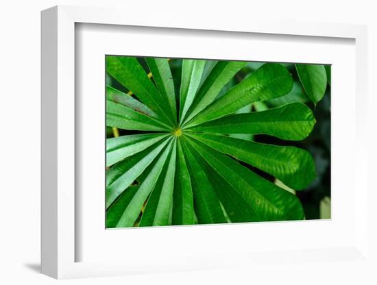 Marantaceae forest vegetation. Odzala-Kokoua National Park. Congo-Roger De La Harpe-Framed Photographic Print