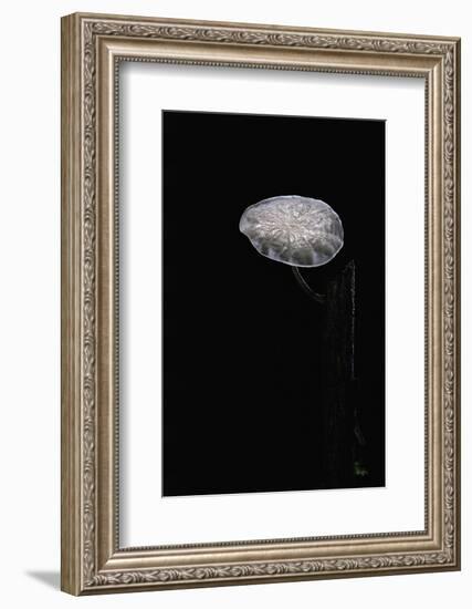 Marasmiellus Candidus (Parachute Fungus)-Paul Starosta-Framed Photographic Print