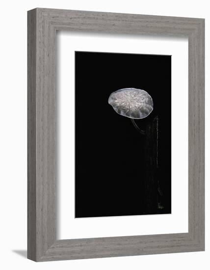 Marasmiellus Candidus (Parachute Fungus)-Paul Starosta-Framed Photographic Print