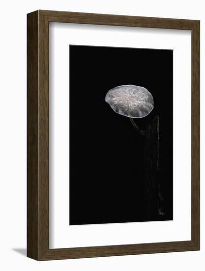 Marasmiellus Candidus (Parachute Fungus)-Paul Starosta-Framed Photographic Print