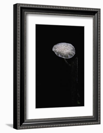 Marasmiellus Candidus (Parachute Fungus)-Paul Starosta-Framed Photographic Print