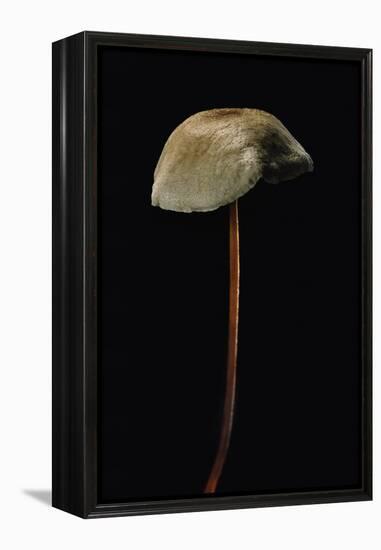 Marasmius Scorodonius (Parachute Fungus)-Paul Starosta-Framed Premier Image Canvas