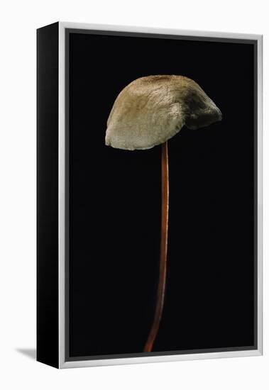Marasmius Scorodonius (Parachute Fungus)-Paul Starosta-Framed Premier Image Canvas