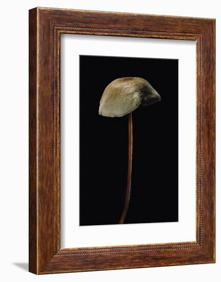 Marasmius Scorodonius (Parachute Fungus)-Paul Starosta-Framed Photographic Print