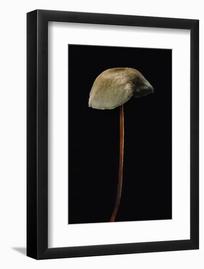 Marasmius Scorodonius (Parachute Fungus)-Paul Starosta-Framed Photographic Print