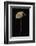 Marasmius Scorodonius (Parachute Fungus)-Paul Starosta-Framed Photographic Print